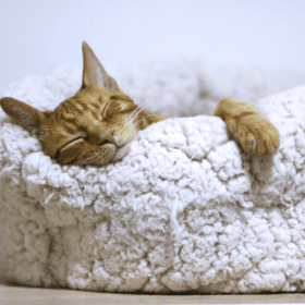 Seizures in cats can be a distressing experience for both the feline and their owners. Understanding the symptoms, causes, and available treatment options, including natural remedies, can help provide better care and support for cats experiencing seizures.