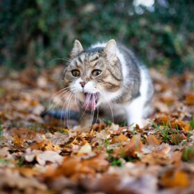 vomiting in cats Contrary to popular opinion, vomiting in cats is not normal. In this guide, we'll discuss causes and natural treatments for vomiting in cats.