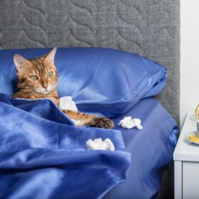 Calicivirus in Cats Calicivirus in cats can cause a wide range of symptoms and in this guide we'll explore some natural remedies to help those symptoms.