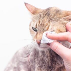 Conjunctivitis in Cats Conjunctivitis can be caused by a variety of factors. In this guide, we will discuss the natural treatments for conjunctivitis in cats.