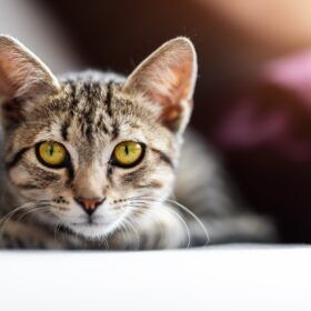 World-renowned holistic pet expert gives you the exact ingredients offering help for asthma in cats, and it's easier than we thought!