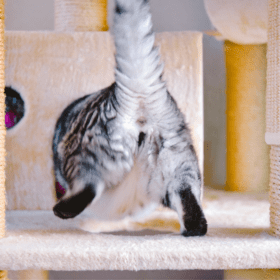 Anal Gland Problems in Cats Anal glands play a crucial role in a cat's health and behavior. They help cats establish territory and can convey important information to other cats. However, when these glands become problematic, they can lead to various health issues.