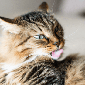 Overgrooming in Cats Overgrooming in cats can be caused by one or more issues. Here's a quick guide to narrow down why your cat is overgrooming...