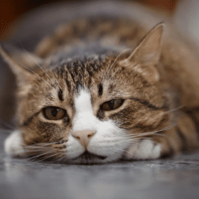 Roundworms in cats Roundworms are one of the most common intestinal parasites that cats deal with. In this guide we'll discuss signs, symptoms & treatment for roundworm in cats