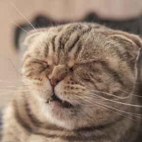 Cute cat Scottish Fold is about to sneeze, so she has a wrinkled