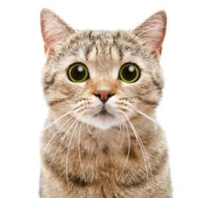 Yeast Infections In Cats Yeast infections in cats are typically caused by an overgrowth of yeast, a substance that naturally exists in the GI tract. When the immune system is compromised, the balance between good and bad yeast is disturbed, leading to various symptoms. In this guide, we’ll help you better understand yeast infections in cats, covering symptoms, causes, and natural remedies to help your cat overcome the issue.