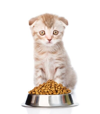 Why Cats Need Nutritional Supplements Two Crazy Cat Ladies