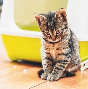 Constipation shops in cats cure