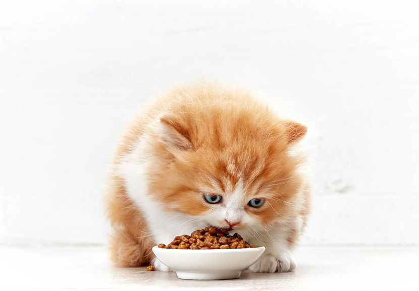 Kitten not eating wet food hotsell